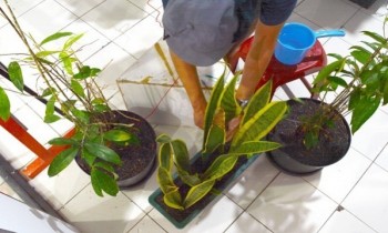 Musik dan Pengaruhnya Terhadap Tanaman